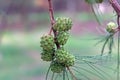 Closeup view of Casuarina equisetifolia, commonly known as coastal she-oak, horsetail she-oak, ironwood, beach sheoak, beach