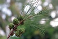 Closeup view of Casuarina equisetifolia, commonly known as coastal she-oak, horsetail she-oak, ironwood, beach sheoak, beach