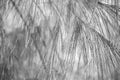 Closeup view of casuarina equisetifolia tree leaves monochrome background. Royalty Free Stock Photo