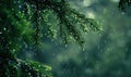 Closeup view on cedar branch in rain drops, bokeh background Royalty Free Stock Photo