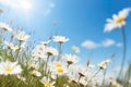 Closeup View Of Chamomile Daisies In Summer Spring Field Against Background Of Blue Sky With Sunshin Royalty Free Stock Photo