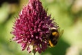 Pink flower and yellow working bee