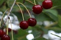 Closeup view of cherry tree with ripe red berries outdoors Royalty Free Stock Photo