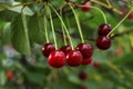 Closeup view of cherry tree with ripe red berries outdoors Royalty Free Stock Photo