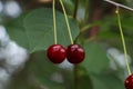 Closeup view of cherry tree with ripe red berries outdoors Royalty Free Stock Photo