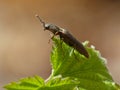 Click Beetle 1 Royalty Free Stock Photo