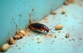 Closeup view of cockroach on light teal surface. Cockroach is brown, black. There is dirt, cockroach eggs on surface. Cockroach Royalty Free Stock Photo
