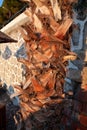 Closeup view of Coconut trunk. Silhouette of tall palm tree trunk. Body of oil palm tree. Tropical Palmtree bark. Rough