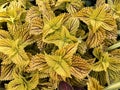 closeup view of coleus plants for multipurpose use Royalty Free Stock Photo