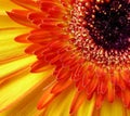 Closeup view of a colorful Gerbera flower in shades of orange