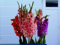 Closeup view of colorful pink purple and red isolated Gladiolus flowers or sword lilies