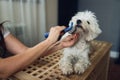 Closeup view of combing beards of the white dog. Royalty Free Stock Photo
