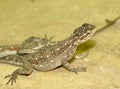 Female of Common Agama Lizard