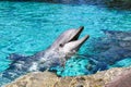 Portrait of a common bottlenose dolphin in a pool Royalty Free Stock Photo