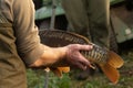 Closeup view of a common carp being held at the tail wrist by anonymous hands