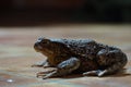 Closeup view of Common toad (Bufo bufo) Royalty Free Stock Photo