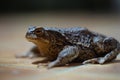 Closeup view of Common toad (Bufo bufo) Royalty Free Stock Photo