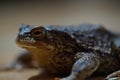 Closeup view of Common toad (Bufo bufo) Royalty Free Stock Photo