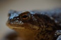 Closeup view of Common toad (Bufo bufo) Royalty Free Stock Photo