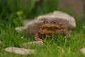 Closeup view of Common toad (Bufo bufo) Royalty Free Stock Photo