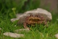 Closeup view of Common toad (Bufo bufo) Royalty Free Stock Photo