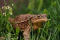 Closeup view of Common toad (Bufo bufo) Royalty Free Stock Photo