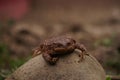 Closeup view of Common toad (Bufo bufo) Royalty Free Stock Photo