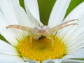 Crab Spider On Shasta Daisy With Prey Royalty Free Stock Photo