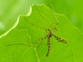 Cranefly Under Leaf Royalty Free Stock Photo