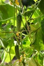 Closeup view of cucumbers ripening in garden on sunny day Royalty Free Stock Photo
