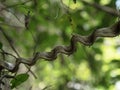 Closeup view of curved twisted wooden liana tree branch plant in tropical exotic Amazon rainforest jungle Tarapoto Peru