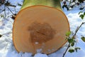 Closeup view of a cut trunk of a tree put next to leaves on the ground covered in snow Royalty Free Stock Photo