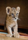 closeup view of a cute lionet