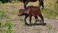 Closeup view of a cute little african buffalo calf in bush land in Chobe National Park, Botswana, Africa. Royalty Free Stock Photo