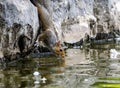 Closeup view of a cute little squirrel drinking water from the lake in daylight Royalty Free Stock Photo