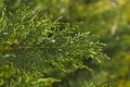 Closeup view of cypress leaves.