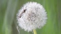 Closeup View of Dandelion With Crane Fly