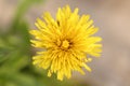 Closeup view of a dandelion flower. Ants walking on yellow dandelion flower on a sunny spring day