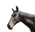 Closeup view of dark bay horse isolated. Beautiful pet Royalty Free Stock Photo