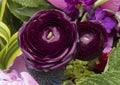 Closeup view dark purple ranunculus blooms