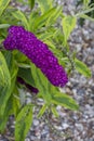 Deep Purple Buddleia