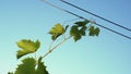 Grape vine attached to the steel sustaining cables in the vineyard