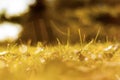 Closeup view of a dewy grass on a autumn day