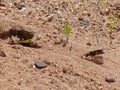 Digger Wasp Digging 1