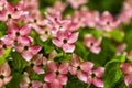 Dogwood tree flowers Royalty Free Stock Photo