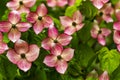 Dogwood tree flowers Royalty Free Stock Photo