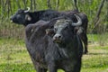 Domestic buffalo, Samegrelo-Zemo Svaneti, Georgia.