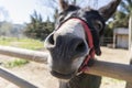 Closeup view of donkey in a farm.Portrait cute funny donkey Royalty Free Stock Photo