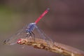 Closeup view of a dragonfly