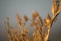 Close up view of a dry thistles